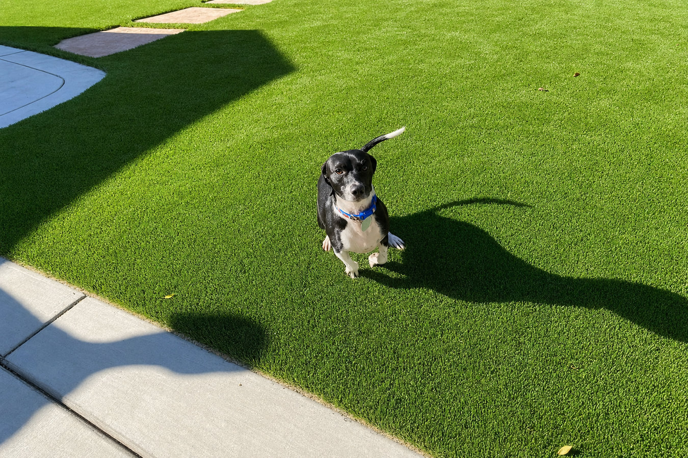 Pet-friendly turf